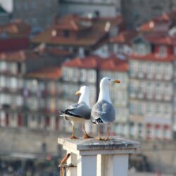 seagulls-ge64c17098_1920