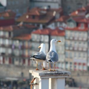 seagulls-ge64c17098_1920